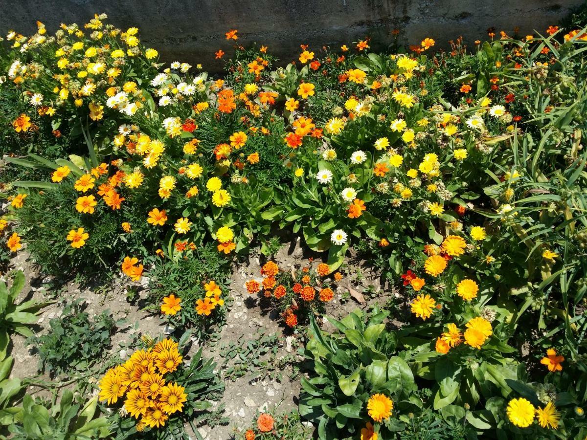 Marina Slano Apartment Dış mekan fotoğraf